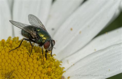 Going Buggy Small Sensor Photography By Thomas Stirr