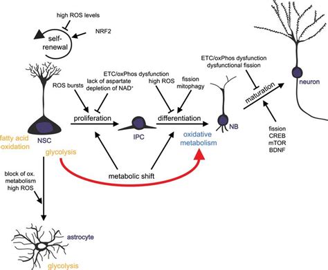 Mitochondrial Metabolism Mediated Regulation Of Adult Neurogenesis