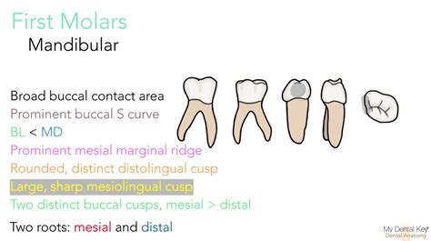 Pediatric Dental Anatomy My Dental Key