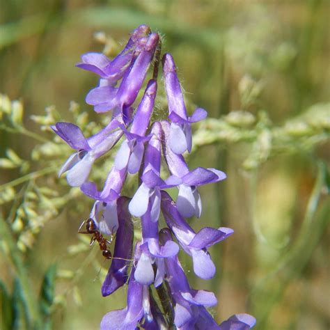 Organic Hairy Vetch Winter Cover Crop Seeds 1 Lbs Field And Pasture