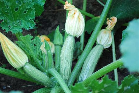 Sex And Zucchini A 101 On Blossoms Divina Cucina