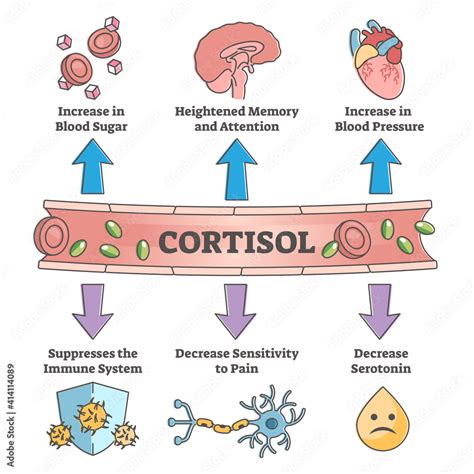 Qué Es El Cortisol Y Por Qué Engorda Con Imágenes Cortisol Hambre