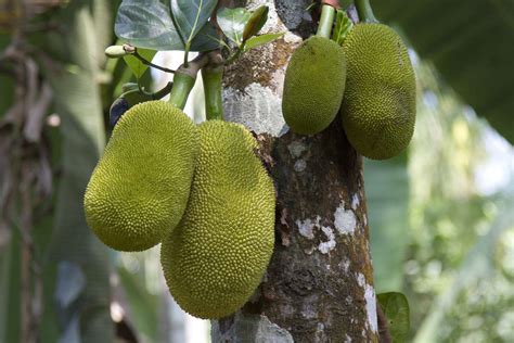 Jackfruit Tree Plant Care And Growing Guide