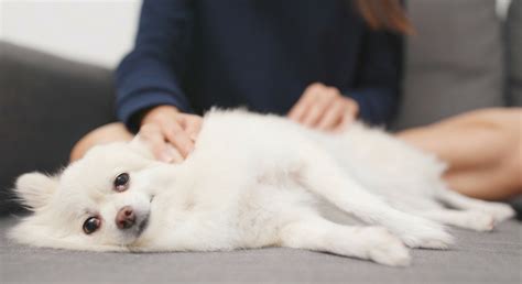 Dog Massage: Why You Should Give Your Pup A Good Rub - Proud Dog Mom