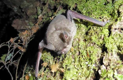 New Zealand Short Tailed Bats Native Animal Conservation