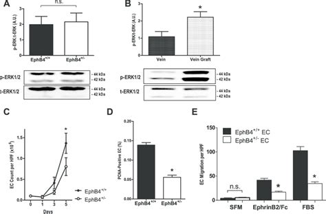 Reduced Proliferation And Migration In Ephb4 Ec A Bar Graph Showing Download Scientific