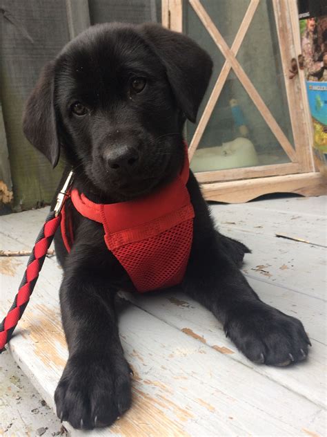 Labrador Black Female Puppy Rens Dog Beds