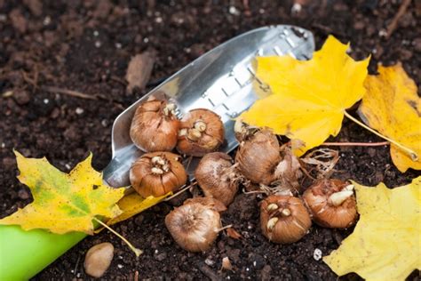 Blumenzwiebeln Pflanzen So Machen Sie S Richtig