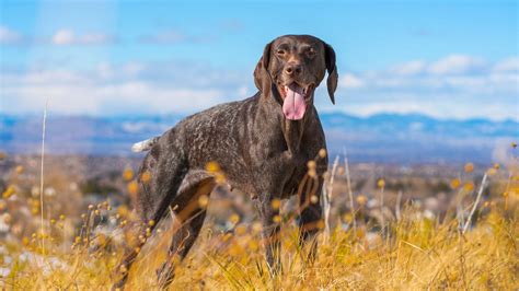 12 Types Of Pointer Dog Breeds - Yeolay.com