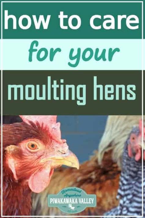 How To Care For Your Moulting Chickens