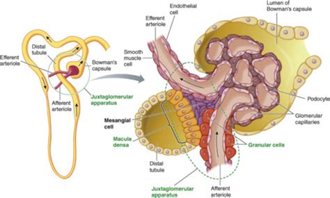 Functions Of The JuxtaGlomerular Apparatus MyEndoConsult, 47% OFF