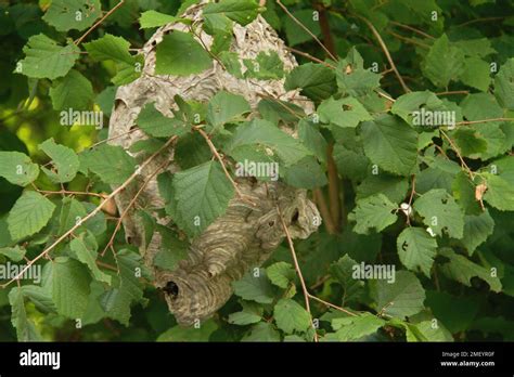 Large Paper Wasp Nest Hanging In Tree Stock Photo Alamy