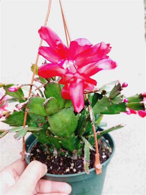 Christmas Cactus Plant Schlumbergera Holiday Cactus Christmas Cactus Thanksgiving Cactus