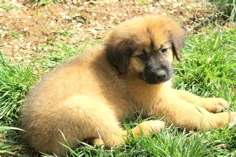 Leonberger Golden Retriever Mix