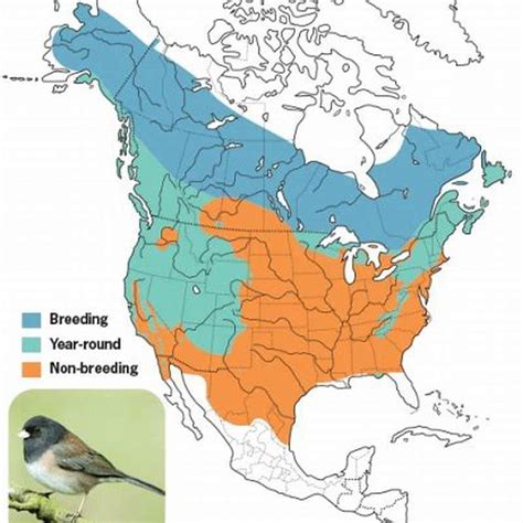 Where Does The Junco Bird Live Diy Seattle