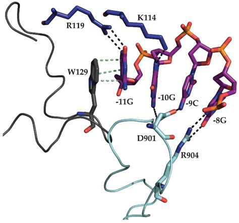 Biomolecules Special Issue Bacterial Rna Polymerase