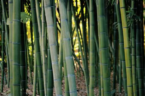 Bamboo Farming In The Us In 2022 Bambu Batu