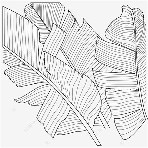 Line Drawing Banana Leaf Shading