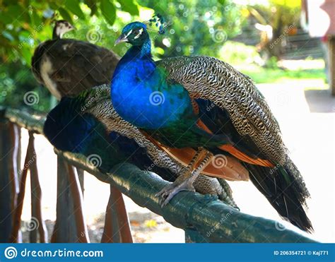 A Beautiful Blue Peacock On The Wooden Fence Stock Image Image Of