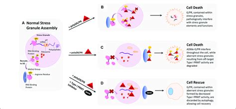 Hypothesized Impact Of Polygr Pr On Stress Granules And Rescue By