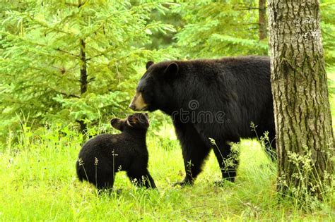 Black Bear and Baby Playing. Stock Image - Image of baby, mother: 24033683