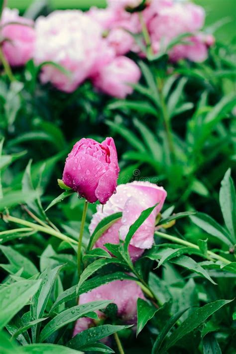 Beautiful Pink Peonies In The Garden Rain Drops On Blossoms Stock