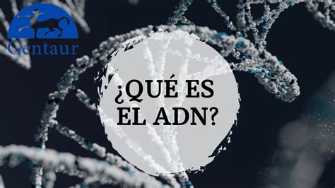 Qu Es El Adn Definici N Estructura Y Funci N Gentaur Espa A