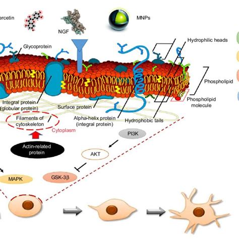 Schematic Representation Of Different Treatments NgF Plus Iron Oxide