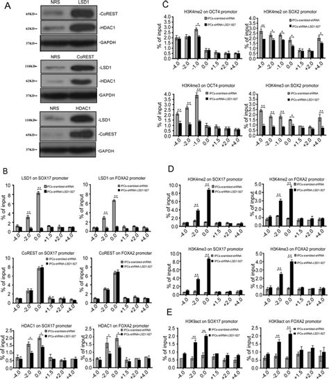 Ip Wb And Chip Qpcr Assessment Of The Effects Of Lsd Knockdown On