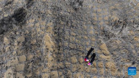 People Fight Desertification In Ningxia Nw China