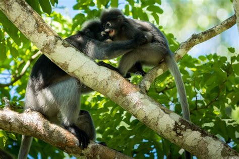 Dusky Langur stock photo. Image of asia, black, biology - 173739690