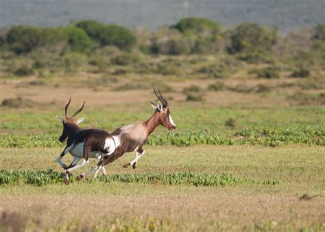 Visit De Hoop Nature Reserve, South Africa | Audley Travel