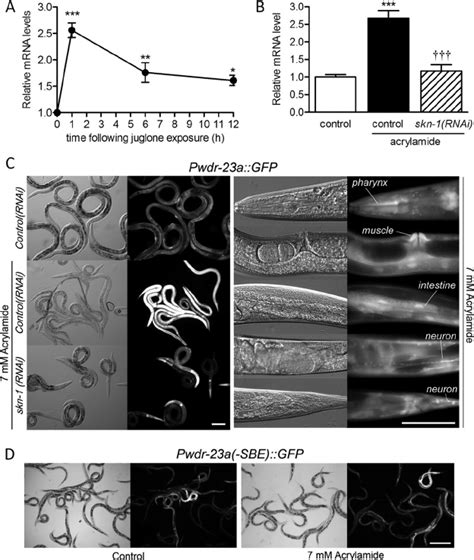 The Wdr Promoter Is Induced By Stress Via Skn A Dna Microarray