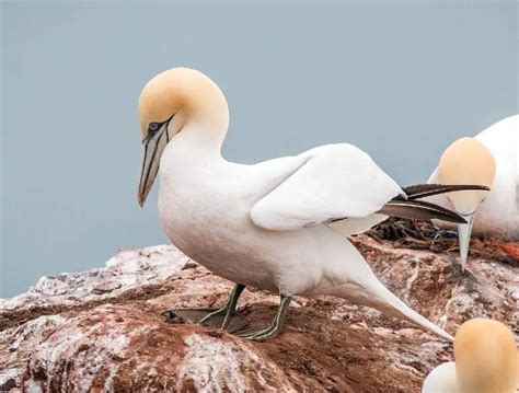 Northern Gannet The Animal Facts Appearance Diet Habitat Behavior