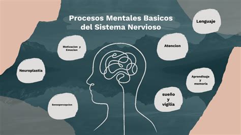 Procesos Mentales Basicos Del Sistema Nervioso By Manuel De Jesus