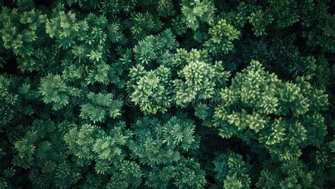 Abundant Evergreen Trees Create A Lush Forest Canopy Stock Photo