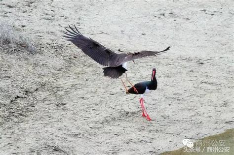 商州發現八隻「鳥中熊貓」黑鸛，全球僅有數千隻，請珍愛保護 每日頭條