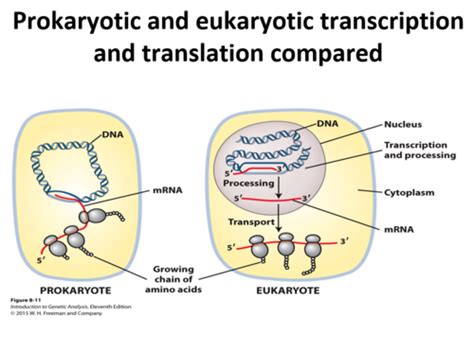 Genetics Ch 8 Prokaryotic Transcription Flashcards Quizlet