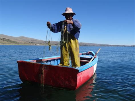 Puno Advierten Agotamiento De Recursos Pesqueros Nativos Del Lago Titicaca Noticias Agencia