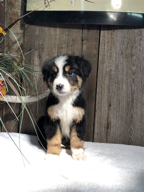 Bernese Mountain Dog Lab Mix Puppies For Sale : Bernese Mountain Dog ...