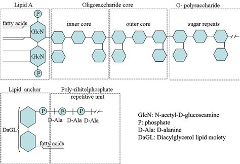 Schematic Representation Of The General Structure Of Lps From