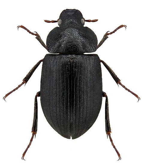 Ametor rudesculptus А. Semenov, 1900 - автор фото С.В.Колов