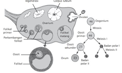 Tahapan Proses Oogenesis Pembentukan Sel Ovum Biologi Nbkomputer