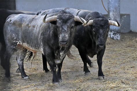 Llegan A Nimes Los Primeros Toros Para La Feria De La Vendimia