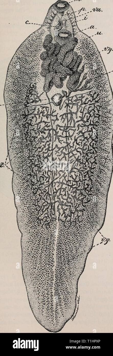 Fasciola hepática dibujo fotografías e imágenes de alta resolución Alamy