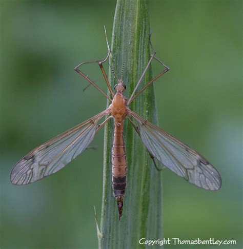 Crane Fly Tipula Bugguide Net