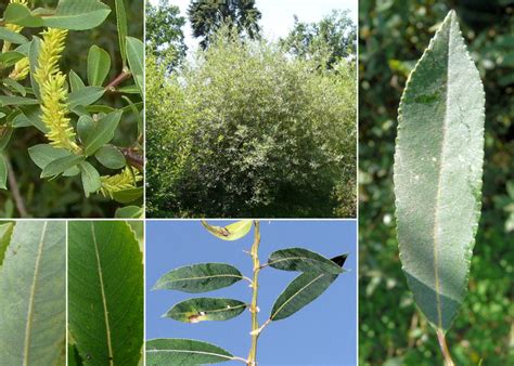 Salix Triandra L Subsp Triandra Portale Della Flora D Italia