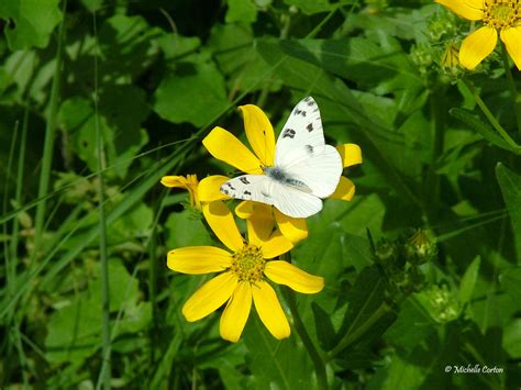 Engelmannia Peristenia And Pontia Protodice Engelmann S Da Flickr