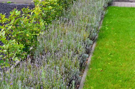 Lavendel Combineren Met Andere Planten Pvf Agbc