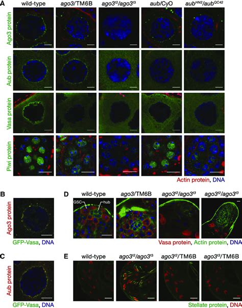 Consequences Of Loss Of Ago3 In The Drosophila Germline A Mutually